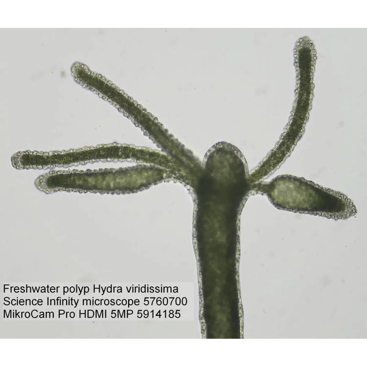 Bresser Science Infinity Microscope - 57-60700 - Image 3