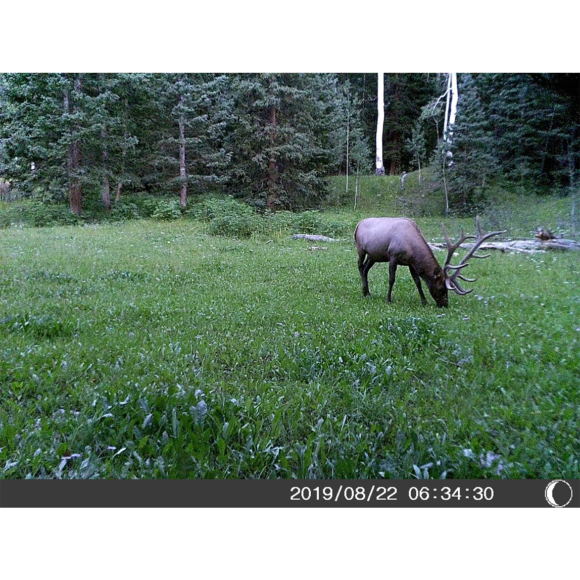 Bresser 5 Megapixel Trail Camera (Time And Date Stamp) + 4GB Memory Card - Image 9