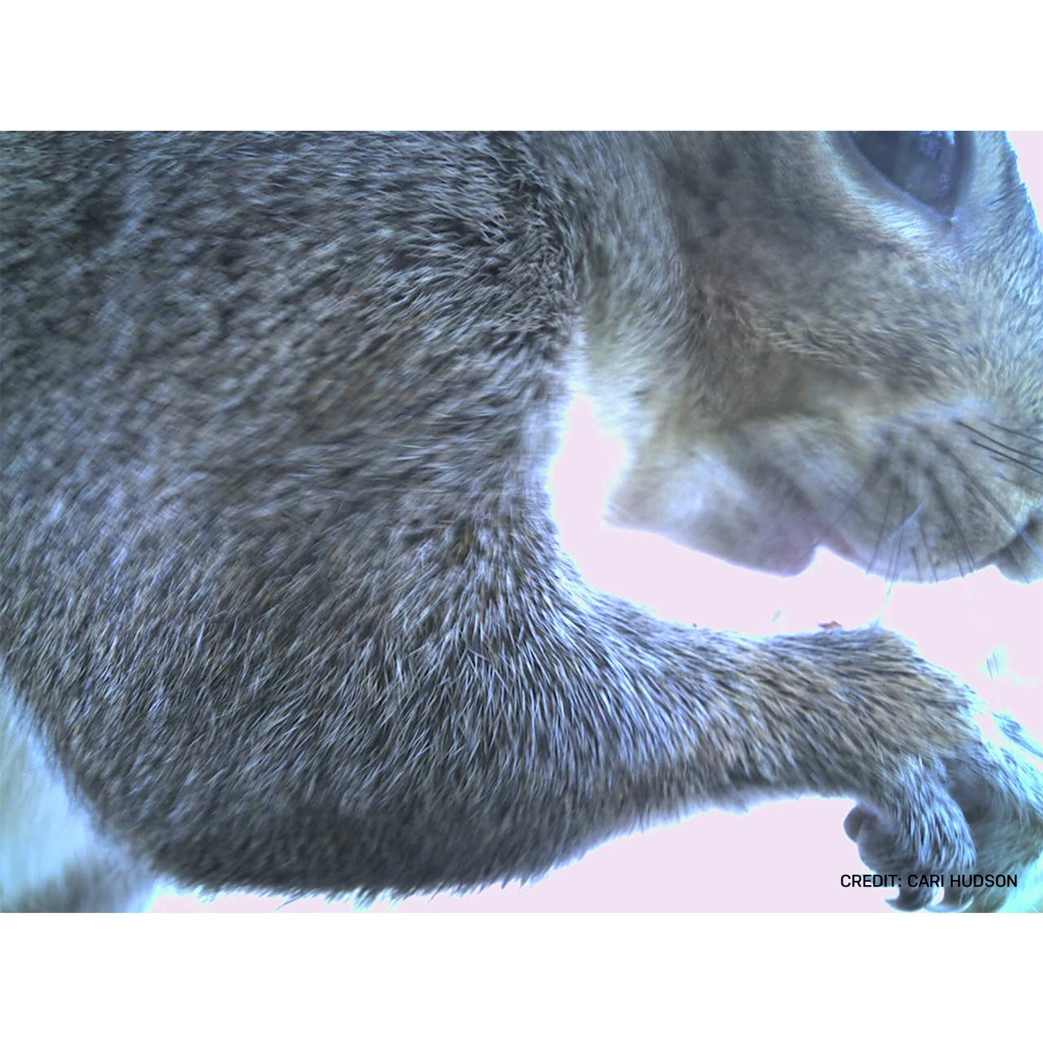 Bresser Bird Feeder Camera - Image 12